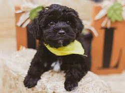 Black Yorkipoo