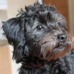 Black Yorkipoo