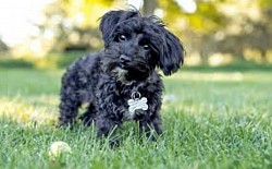 Black Yorkipoo