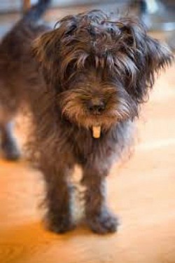 Black Yorkipoo