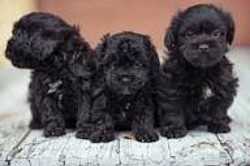 Yorkipoo puppies