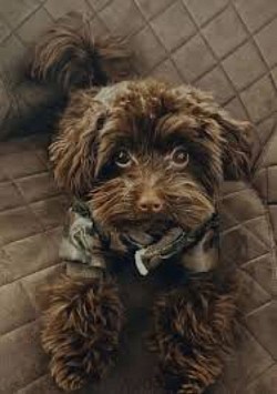 Brown Yorkipoo