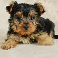 Yorkipoo puppy