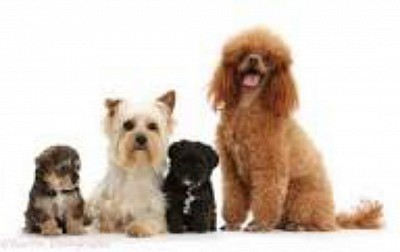 Yorkipoo family