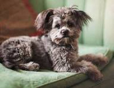 Yorkipoo