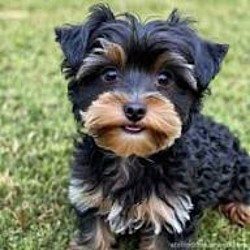 Yorkipoo