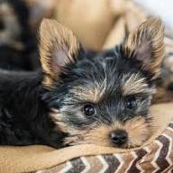 Yorkipoo