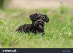 Yorkipoo