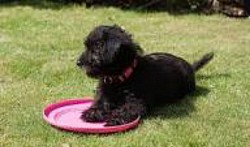 Yorkipoo