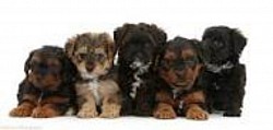 Yorkipoo